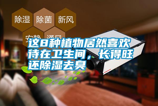 這8種植物居然喜歡待在衛(wèi)生間，長(zhǎng)得旺還除濕去臭