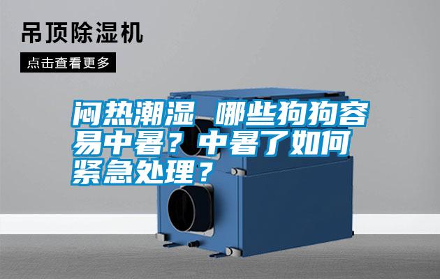 悶熱潮濕 哪些狗狗容易中暑？中暑了如何緊急處理？