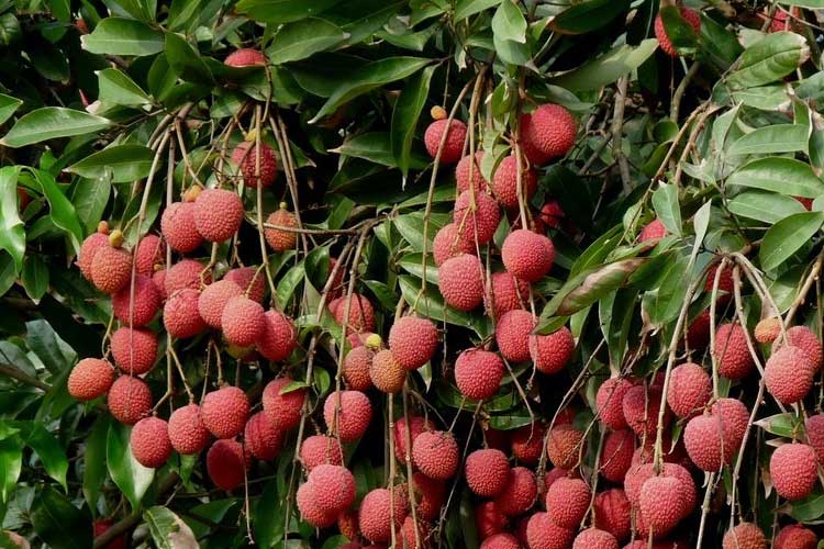 如何選擇荔枝烘干機(jī)改善荔枝干果？ 荔枝烘干機(jī)